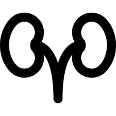 Kidneys