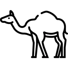 Camel