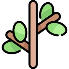 Branch