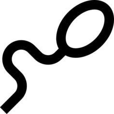 Spermatozoon