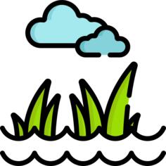 Lawn