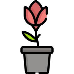Tulip