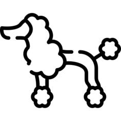 Poodle