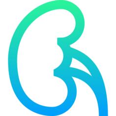 Kidney