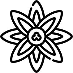 Anise