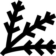 Spruce