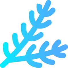 Spruce