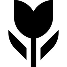 Tulip