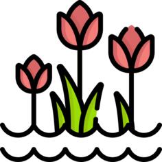 Tulips