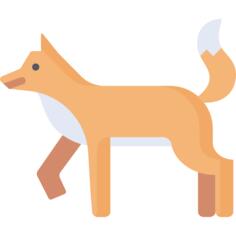 Jackal