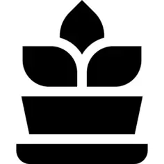 Fern