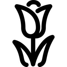 郁金香