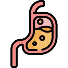 Stomach