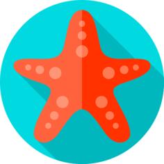 海星
