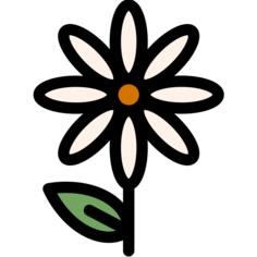 Camomile
