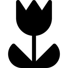 郁金香