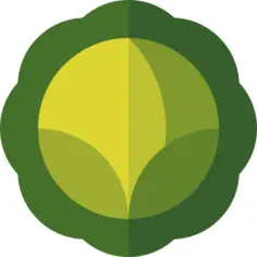 Cabbage