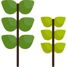 Plants