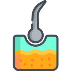 表皮