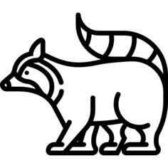 Raccoon