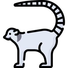狐猴