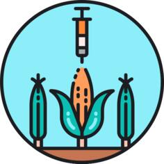 GMO