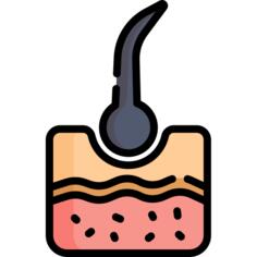 Epidermis