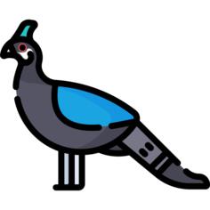 野鸡