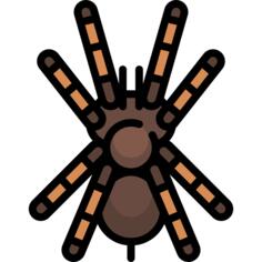 Tarantula