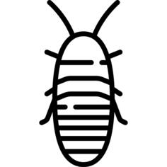 Madagascar hissing cockroach