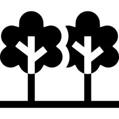 Pine