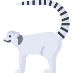 狐猴