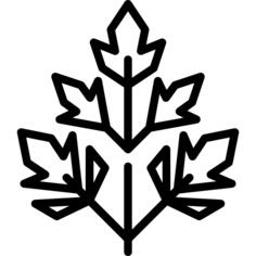 香菜