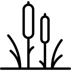 Sugar cane