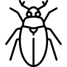 Beetle