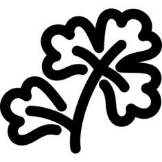 香菜