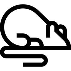 Rat