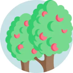 Apple tree