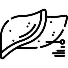 Liver