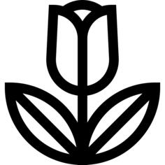 郁金香