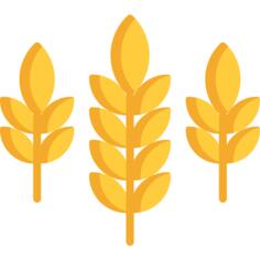 小麦