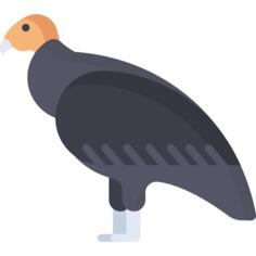 Condor