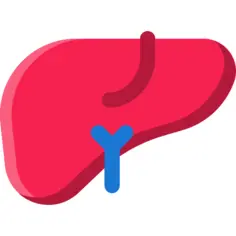 肝