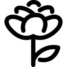 Chrysanthemum