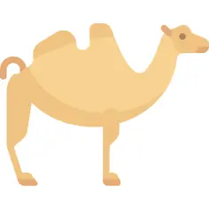 骆驼
