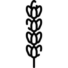 薰衣草