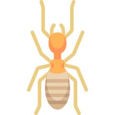 Termite