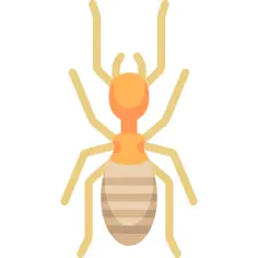 Termite