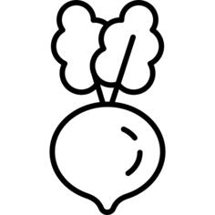 Radish