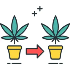 Weed